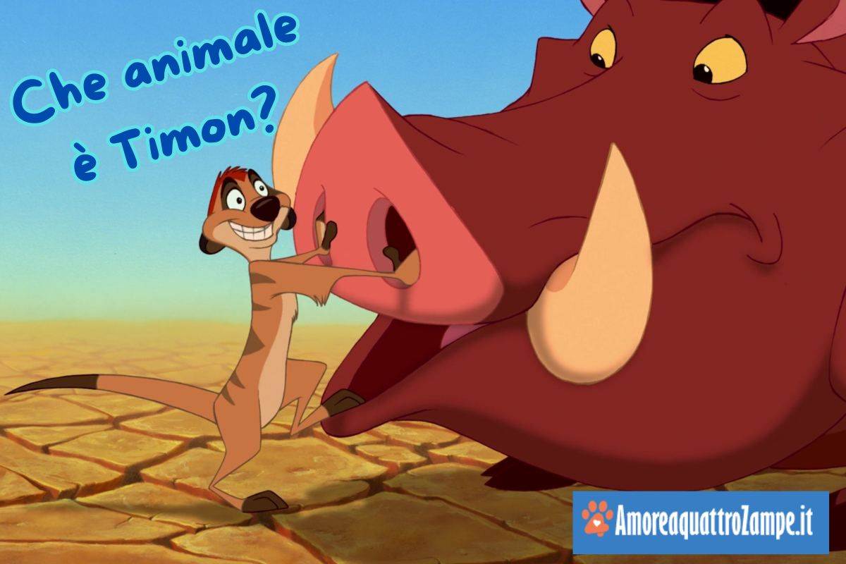 timon e pumba