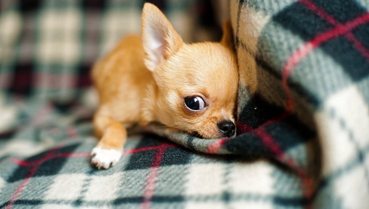 Piccolo cane sdraiato sulla coperta a quadri 