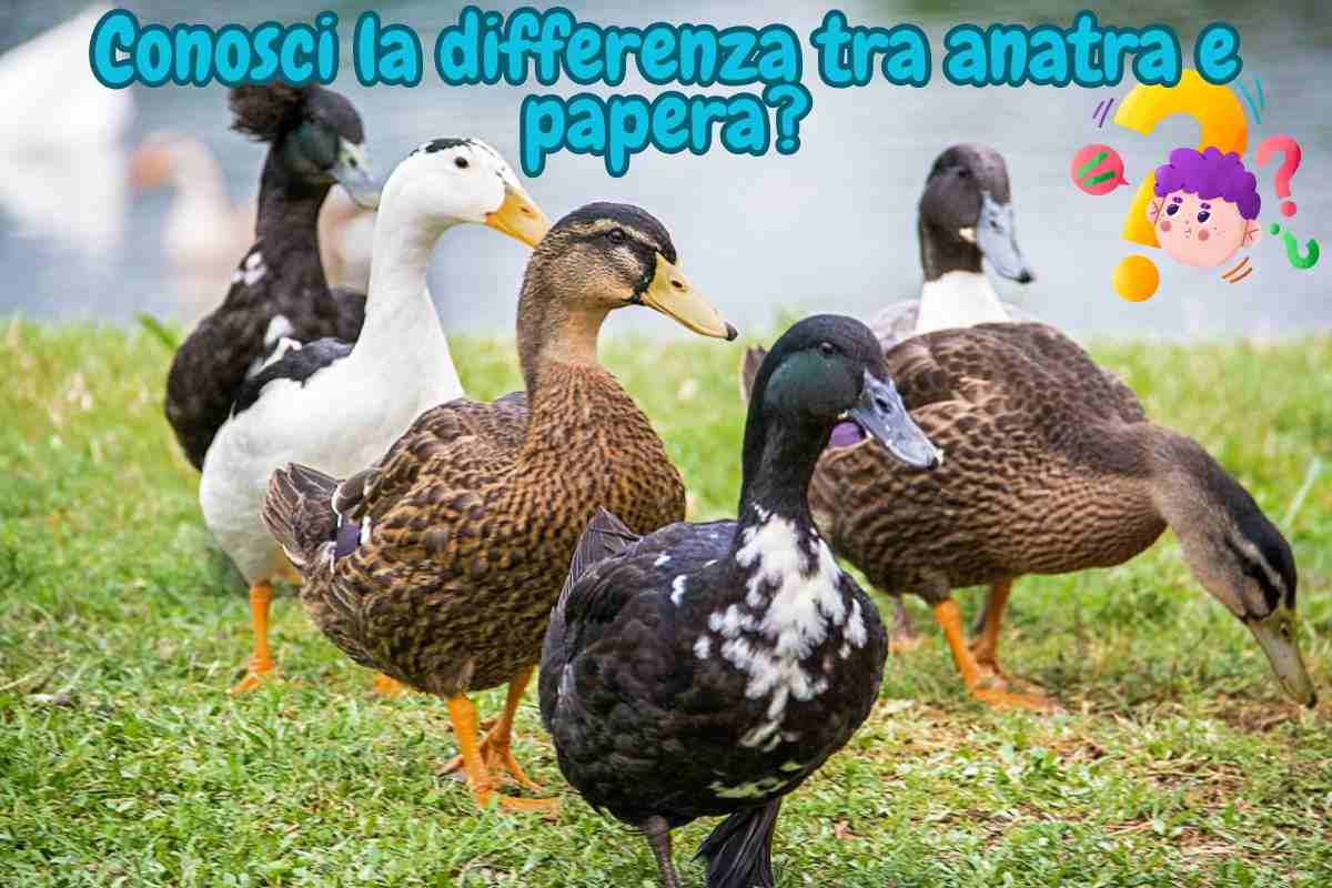 differenza anatra papera