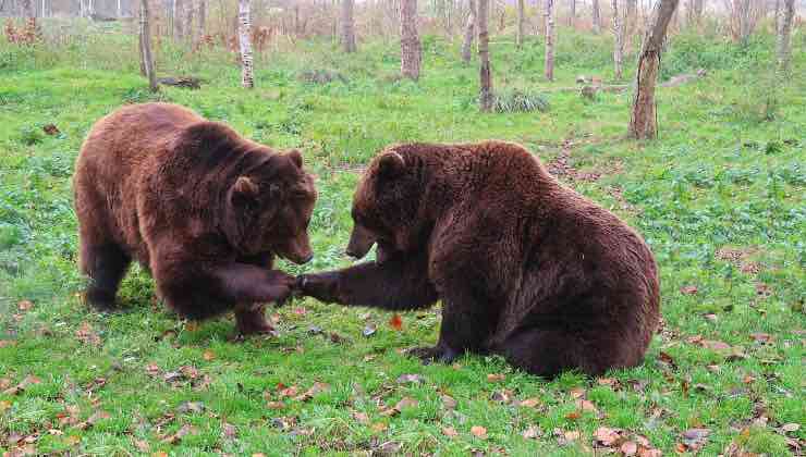 Due orsi interagiscono nel parco nazionale 