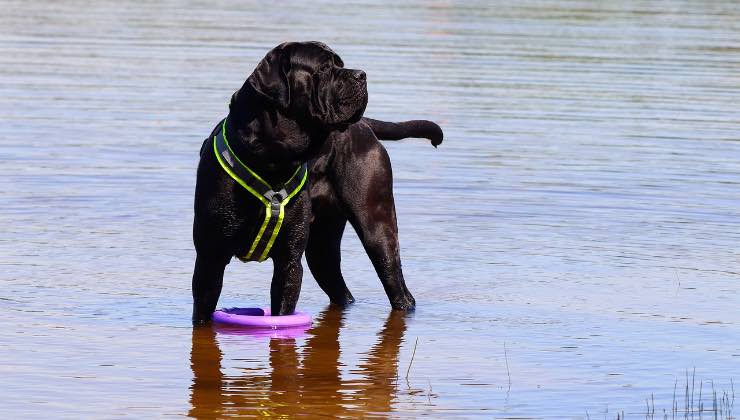 Cane corso nel lago con pettorina 