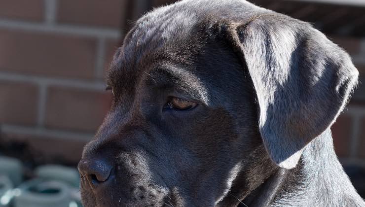 Cucciolo di cane vicino alla sua ciotola del cibo 