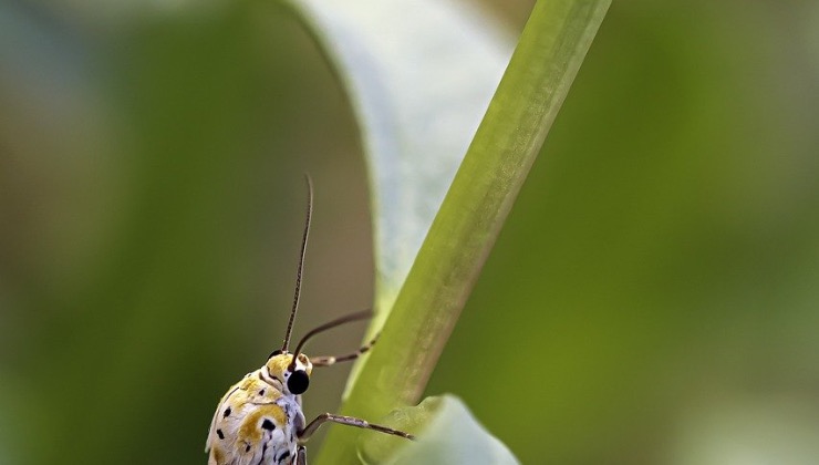 Farfalla posata sullo stelo di un fiore 