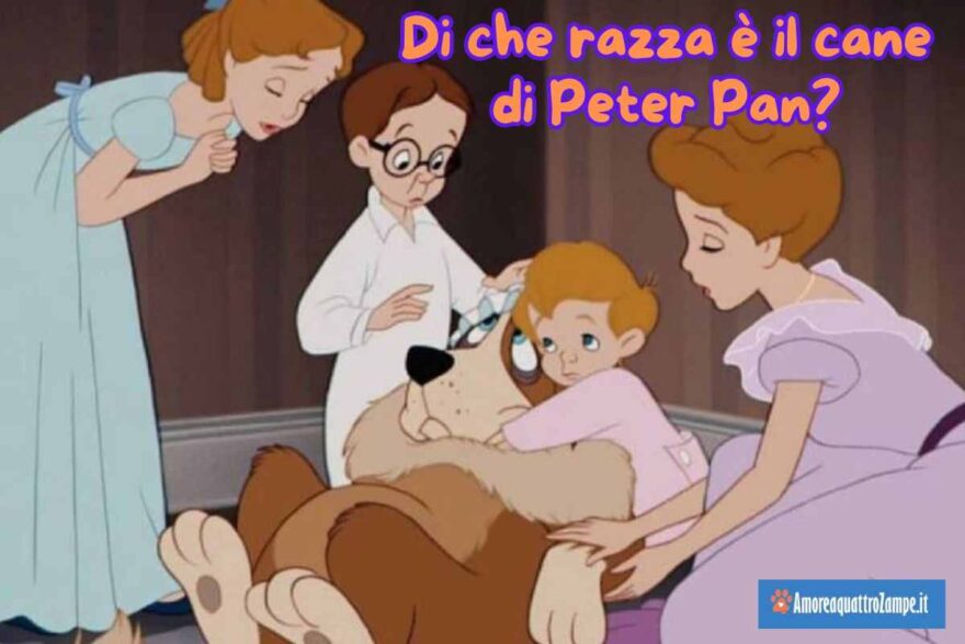 razza cane peter pan cartone animato