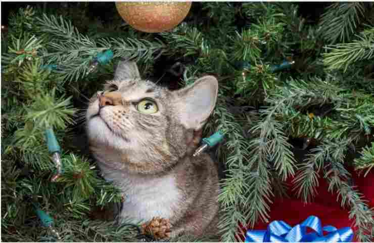 Dove mettere l'albero di Natale se hai un gatto