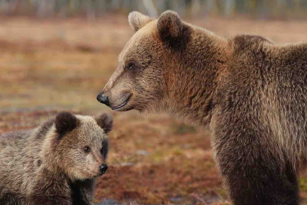 Mamma orsa con cucciolo di orso bruno