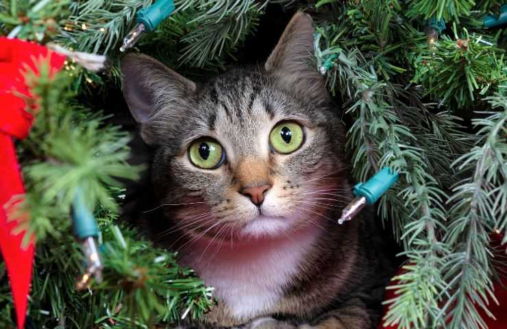 Gatto tra le luci dell'albero