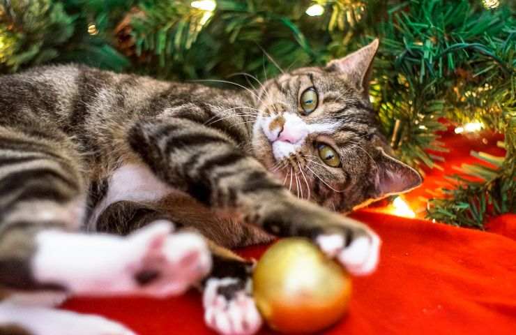 Gatto gioca con la pallina dell'albero