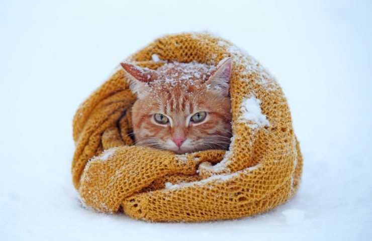 Gatto in inverno