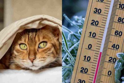 Gatto raffreddato e basse temperature