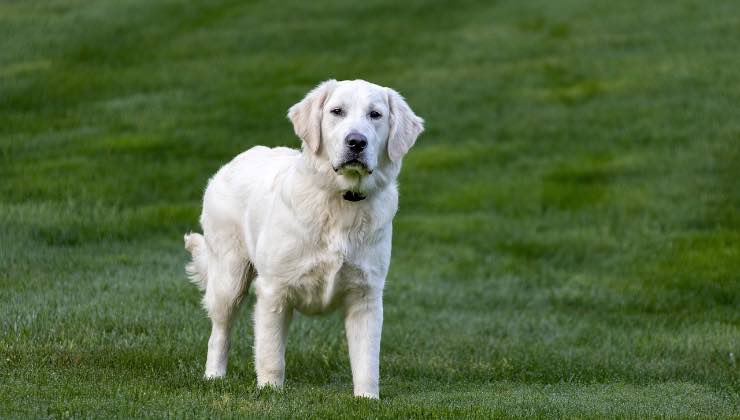 Cane anziano di razza Golden Retriever nel prato