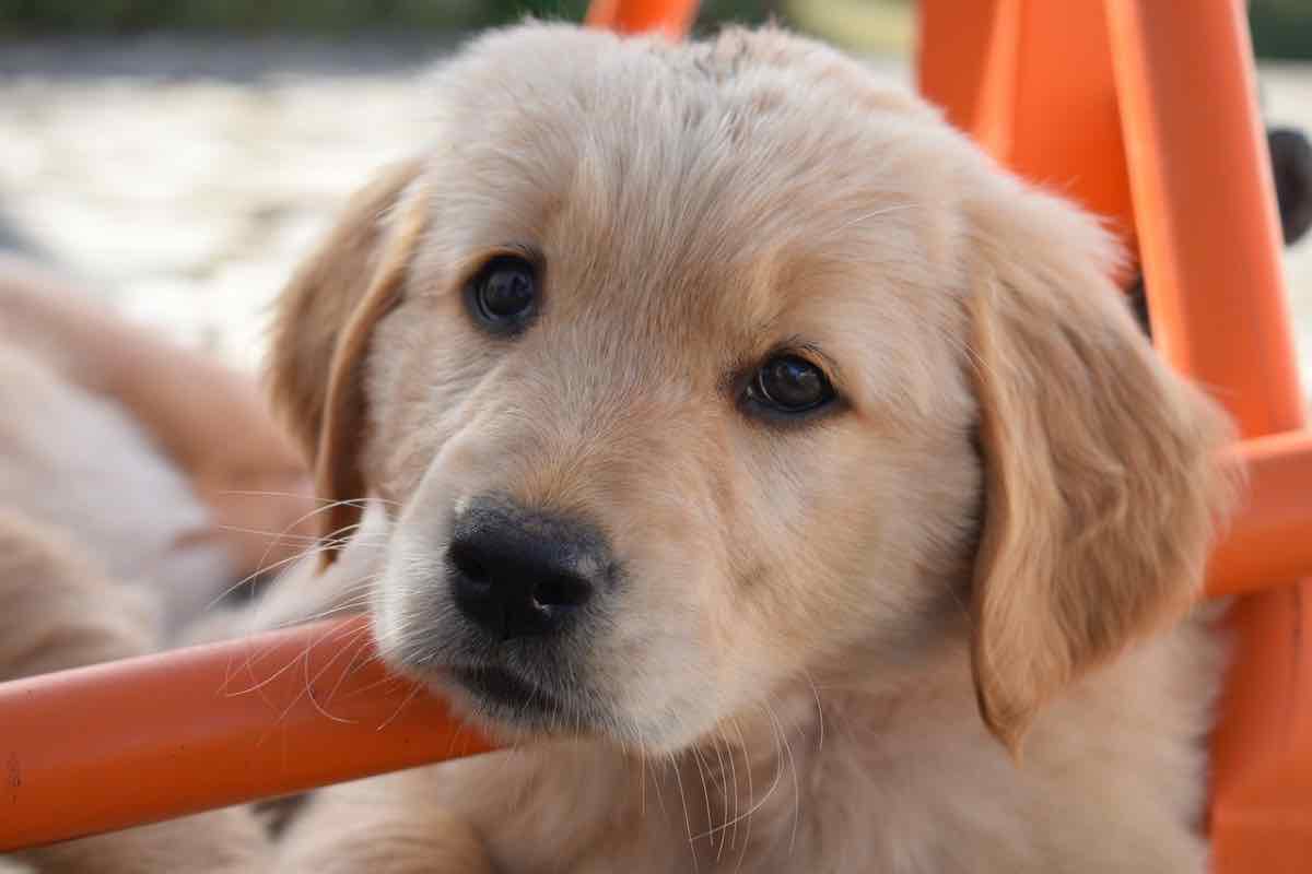 Cucciolo di cane chiede aiuto con lo sguardo