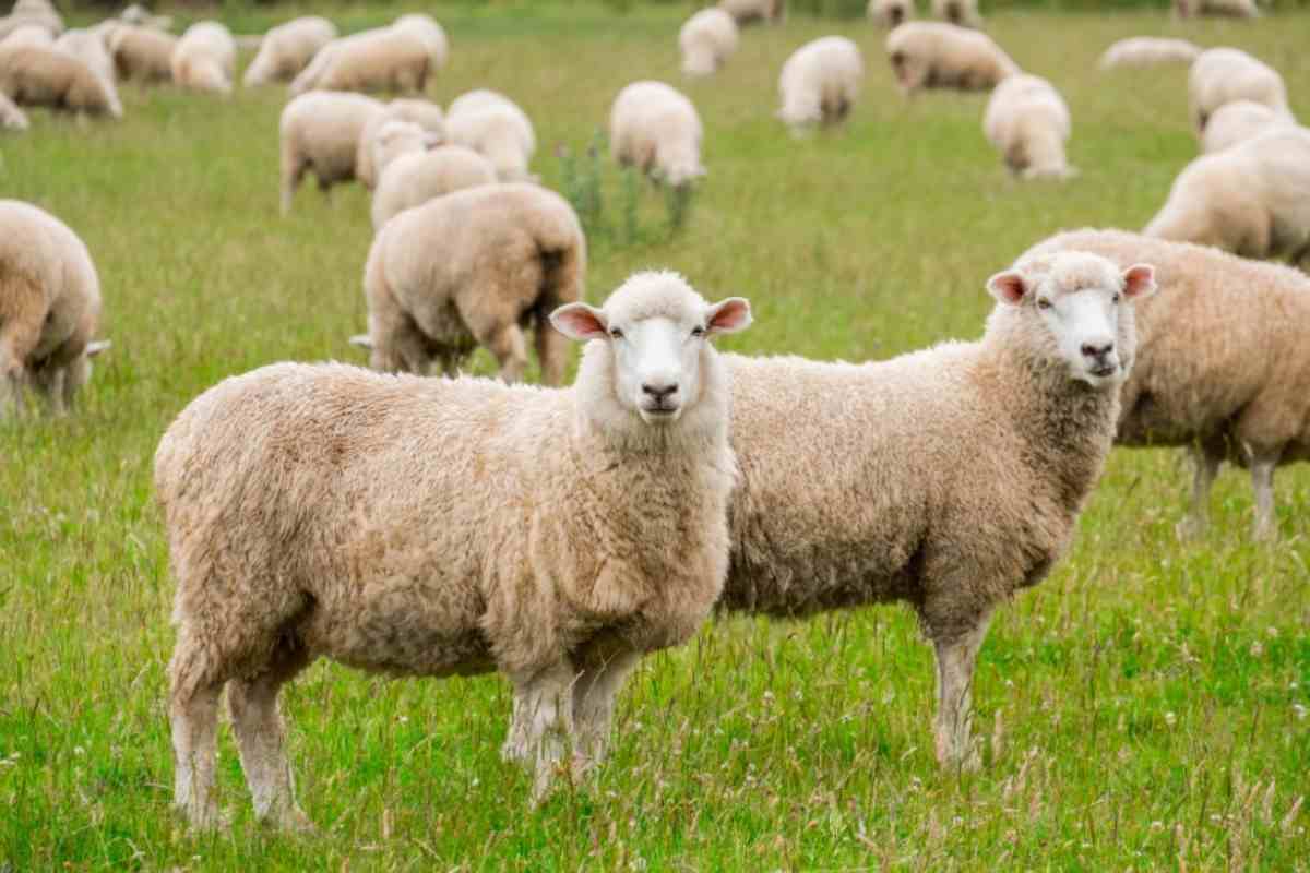 Gregge di pecore al pascolo 