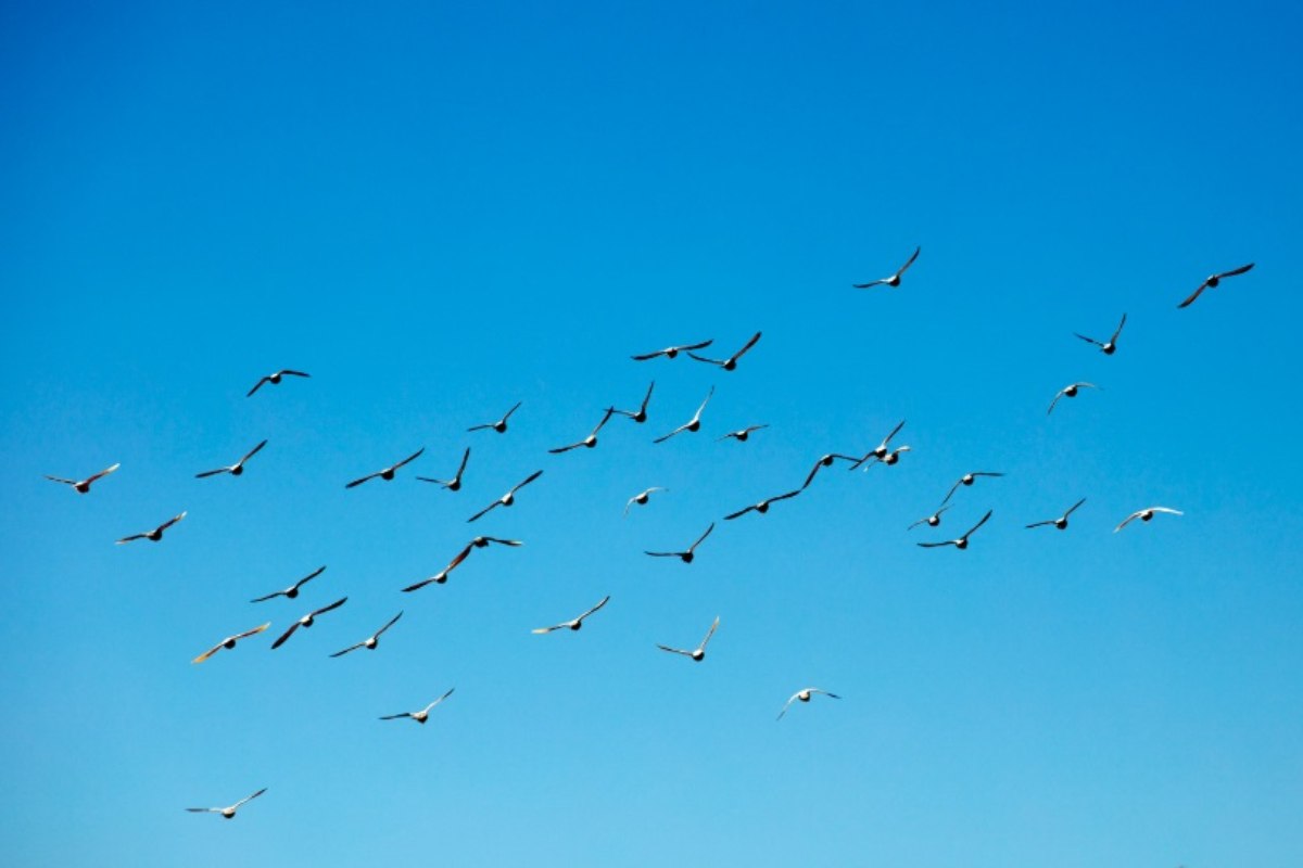 Gruppo di uccelli 