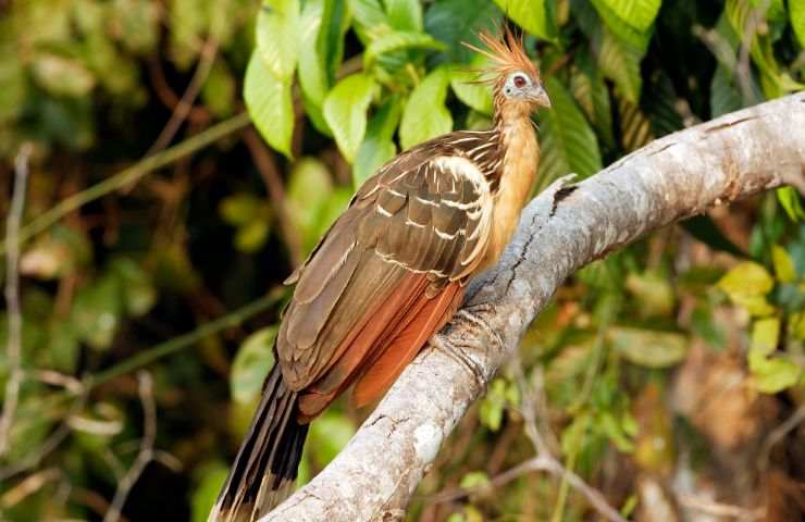 hoatzin su un ramo