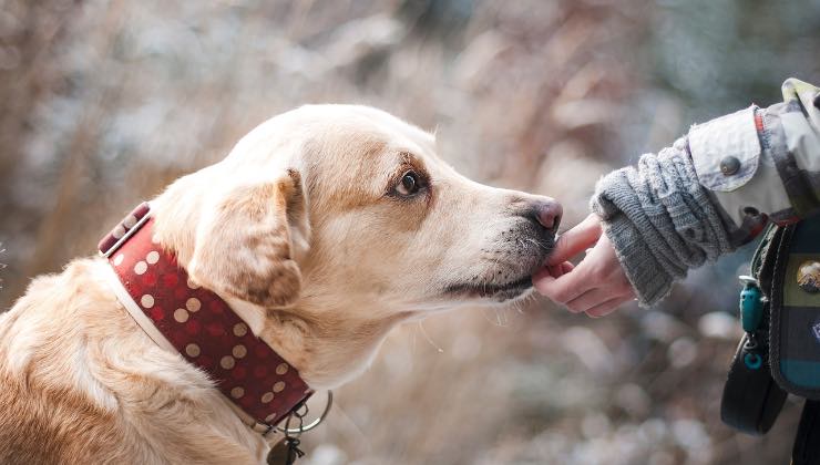 Cane Labrador assaggia un pezzo di castagna 