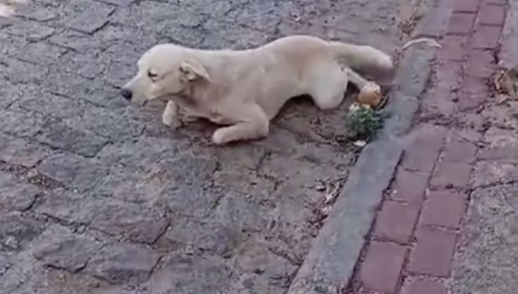 Cane sdraiato a terra con zampe deboli 