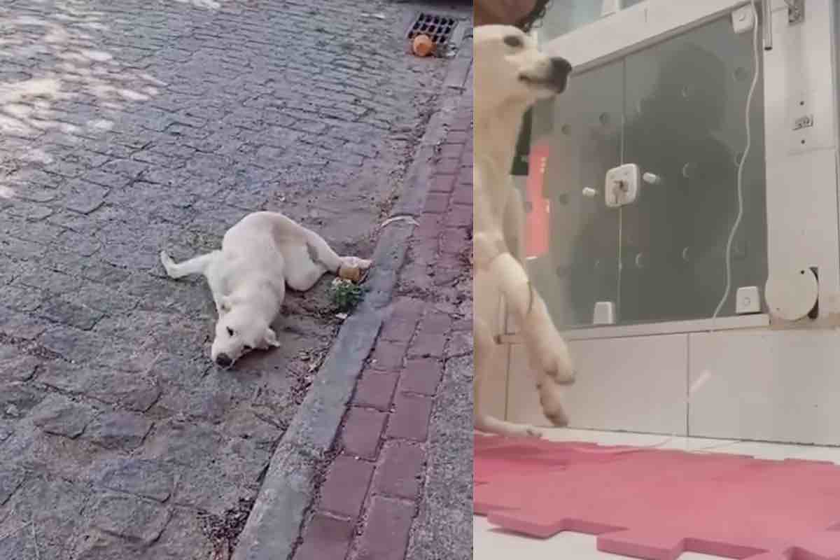 Cane in strada non riesce a camminare