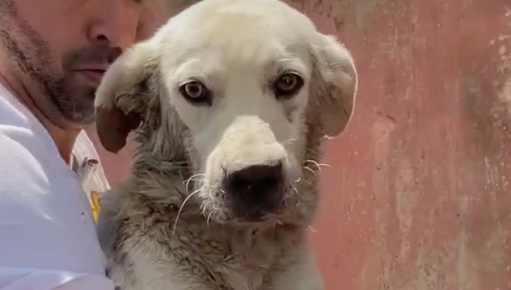 Uomo recupera il cane bianco in strada 