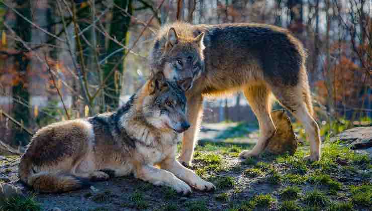 Due lupi fuori dall’area protetta del Parco Nazionale 