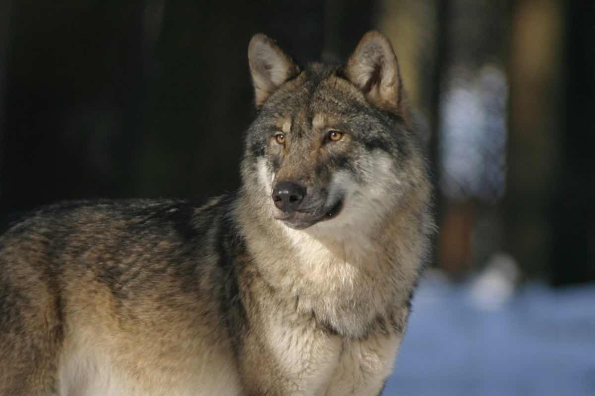 Avvistamento di un lupo al nord