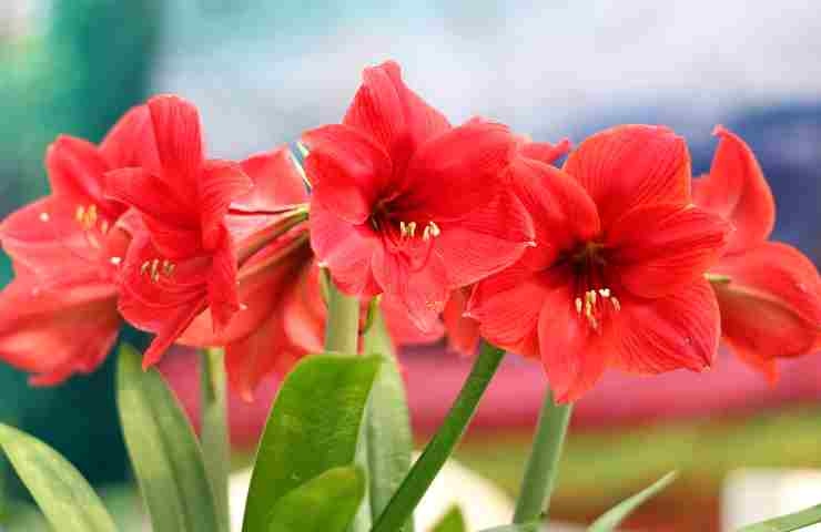 Amaryllis