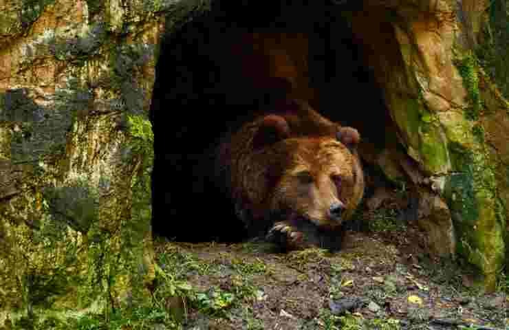 Orso nella sua tana