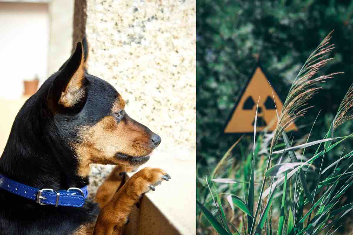 Cane di fronte a un cartello che segnala pericolo radiazioni