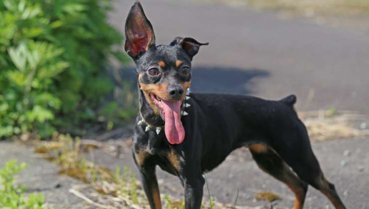 Pinscher