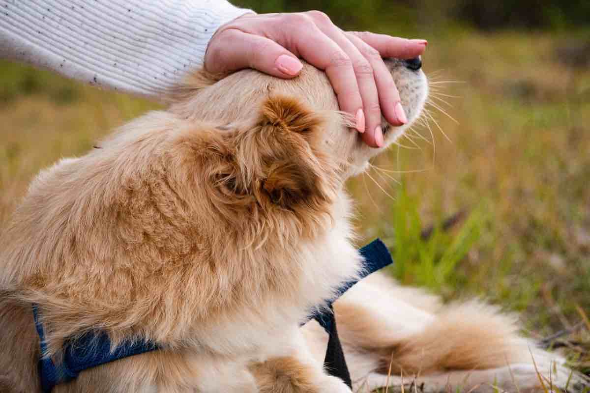 Mano evita al cane di vedere quello che ha vicino