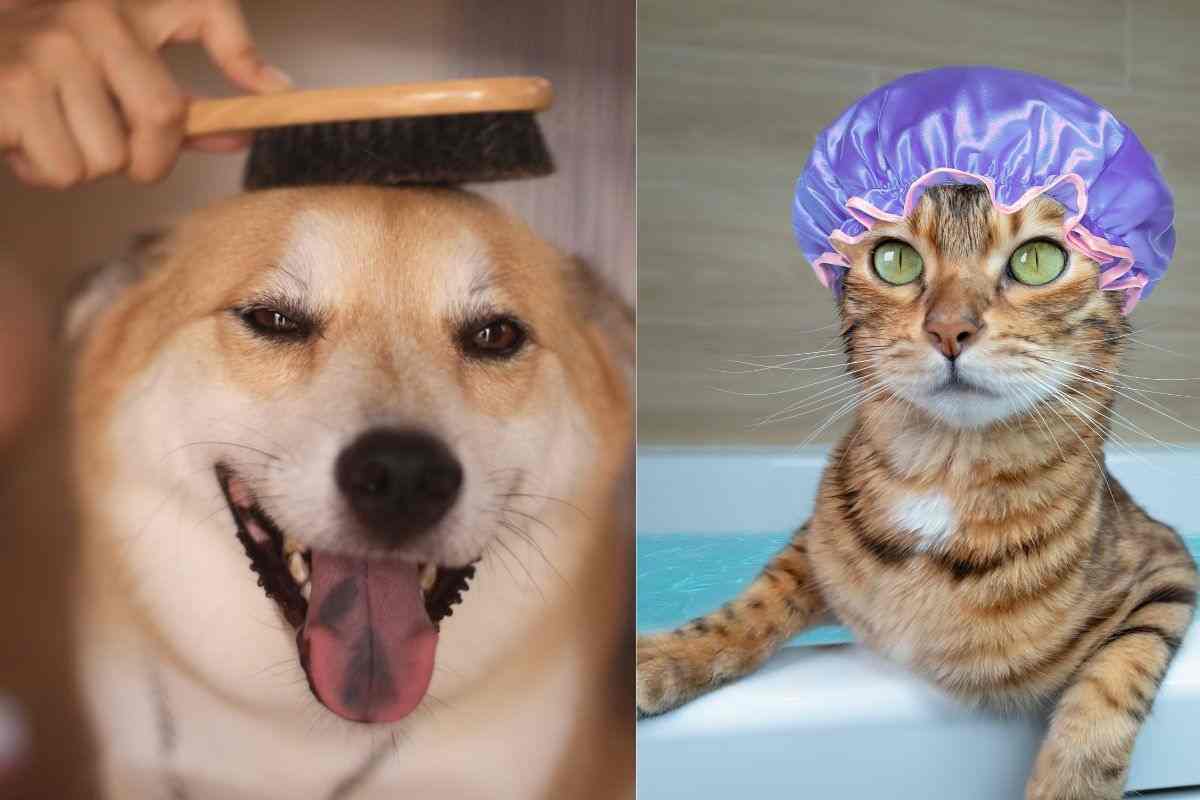 Spazzolare il cane e lavare il gatto