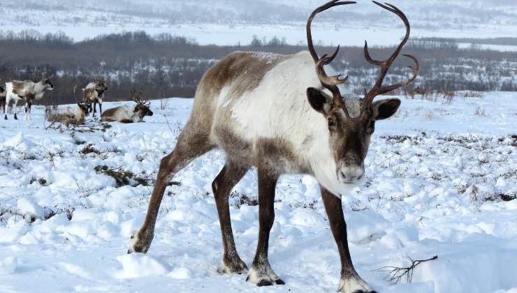 Renne pascolano su una distesa di neve 