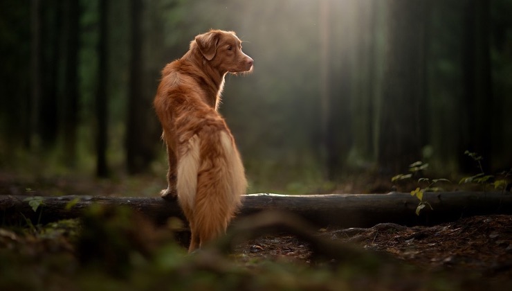 Cane di razza Retriever nel bosco sotto la pioggia 