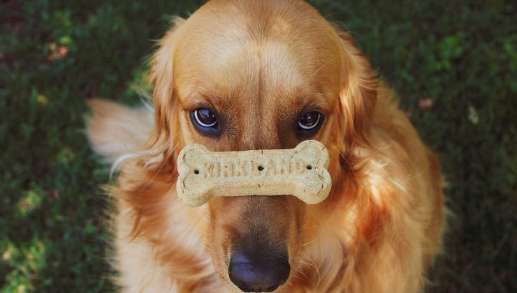 Golden Retriever con biscotto sul naso guarda intensamente verso l’alto 