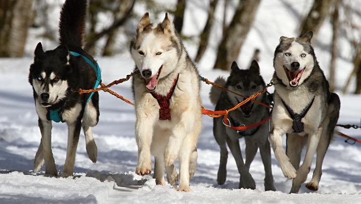 Due coppie di cani da slitta sulla neve 