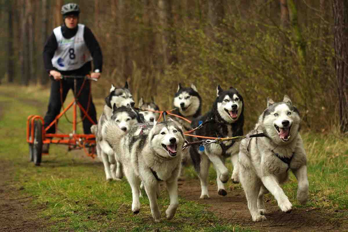 Cani da slitta nel bosco in inverno