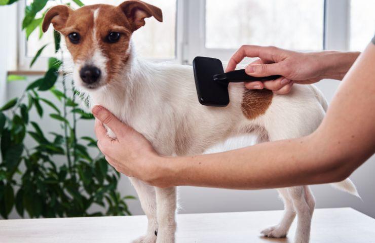 Pulire il pelo del cane