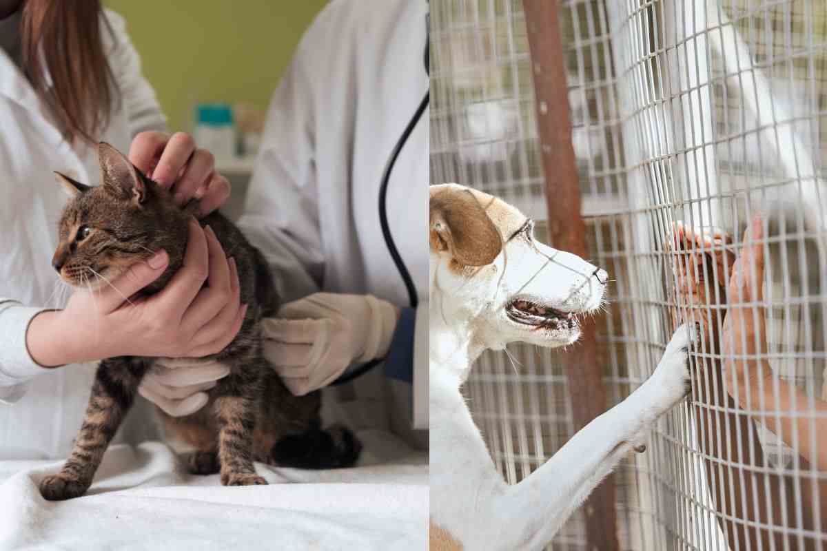 Gatto in laboratorio e cane nel canile