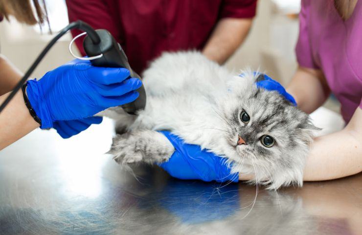 Gatto in laboratorio