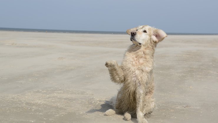 Cane di razza Golden Retriever alza la zampa in spiaggia 