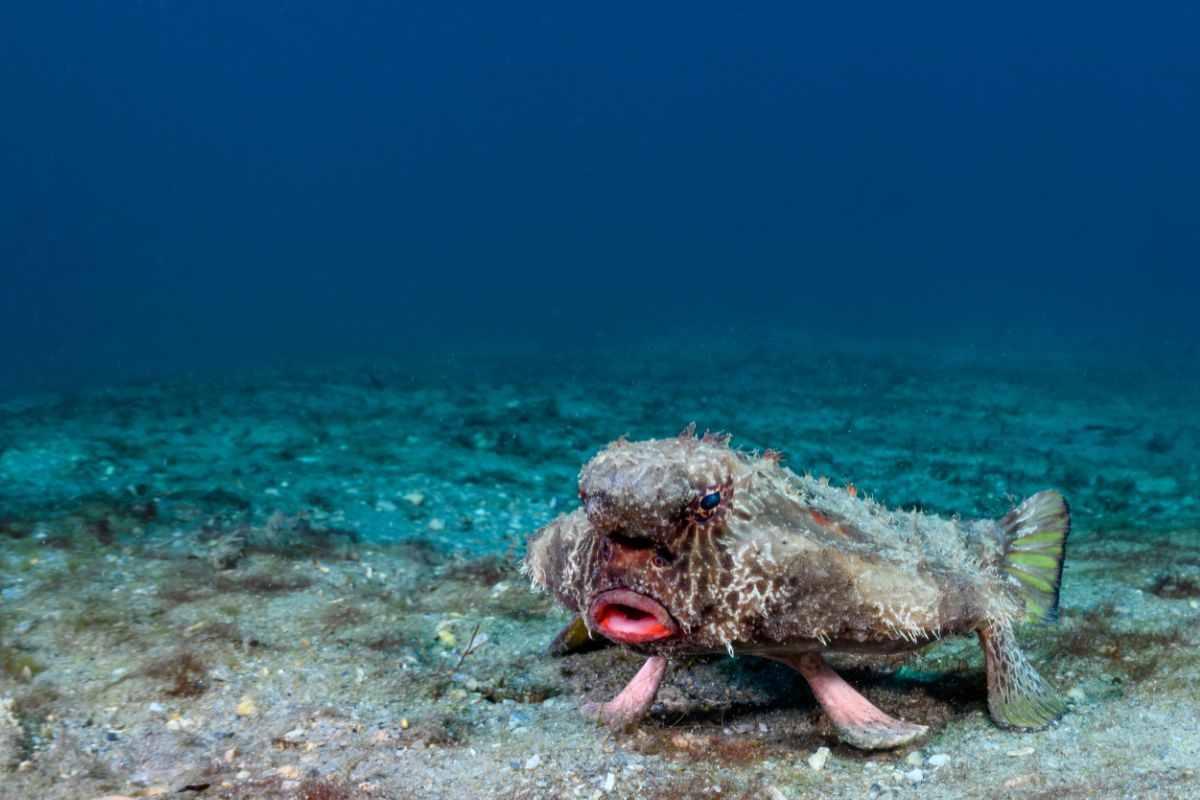 pesce pipistrello