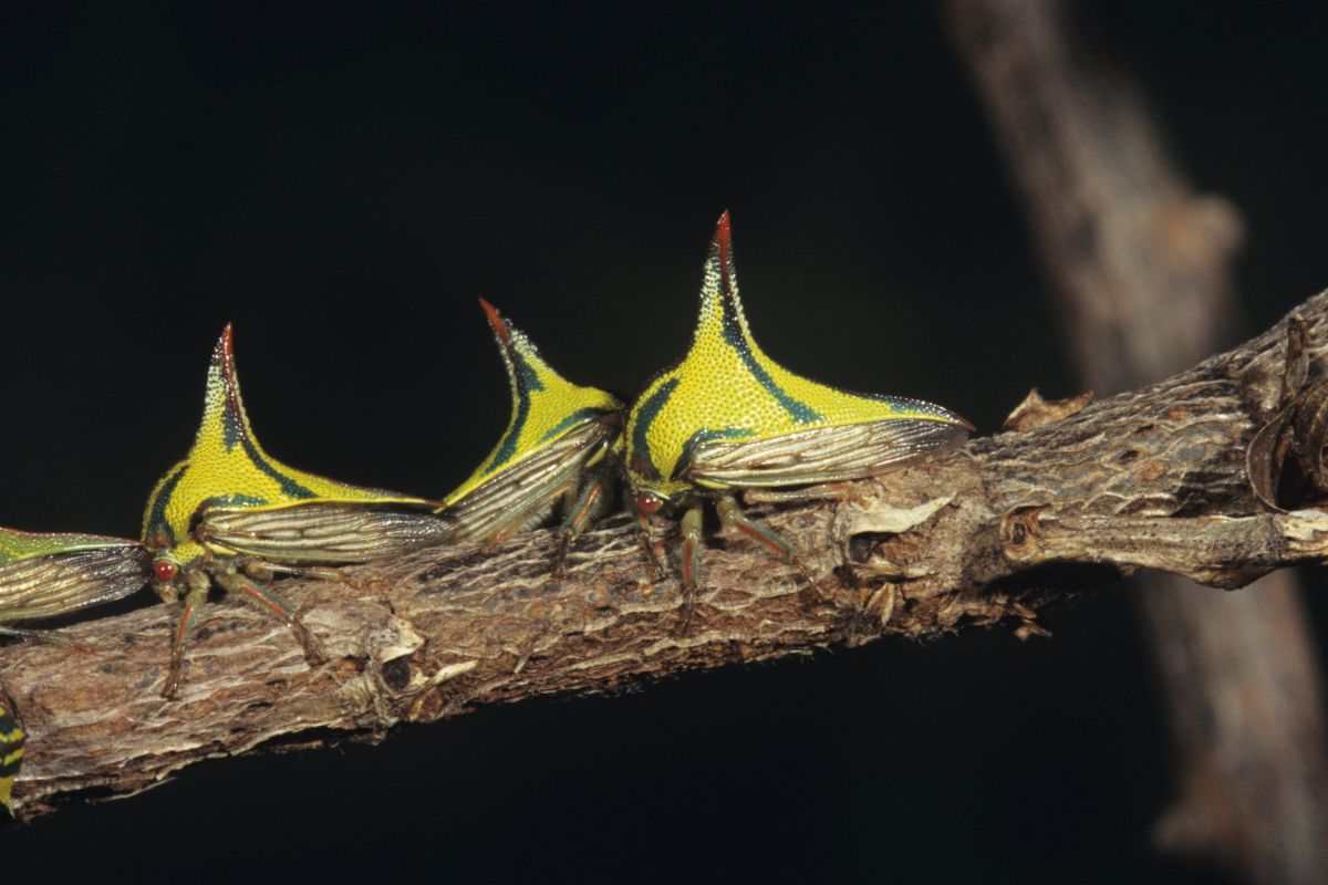 animali pericolosi