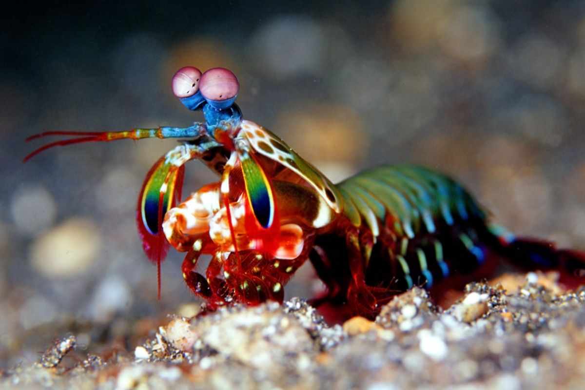 gamberetto mantide in mare