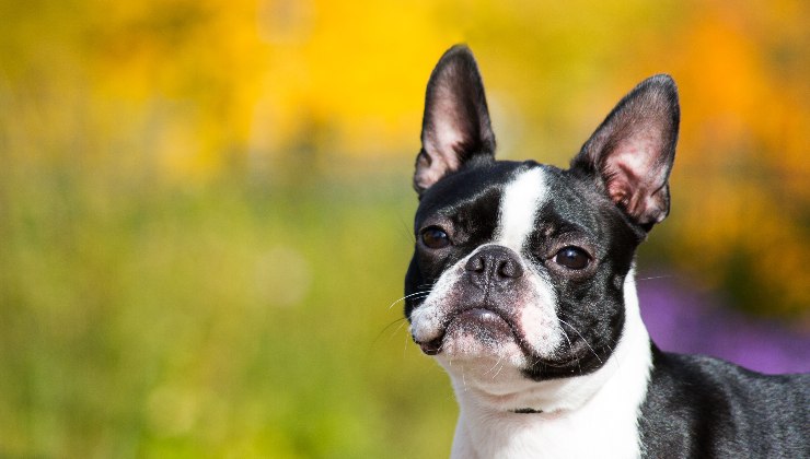 Boston Terrier