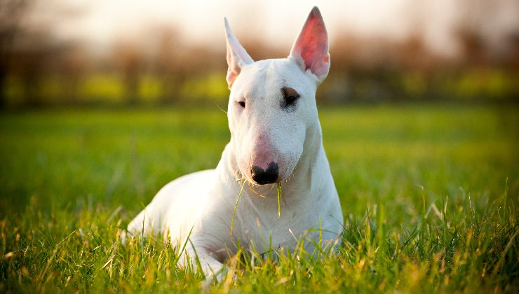 Bull terrier