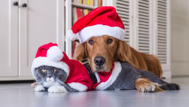 cane e gatto a Natale