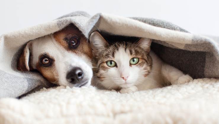 cane e gatto sotto alla coperta