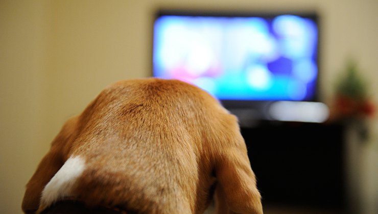 cane guarda la tv