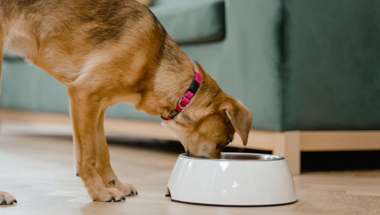 cane mangia