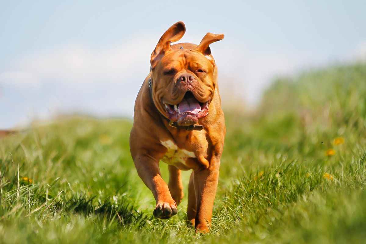 cane dogue de bordeaux